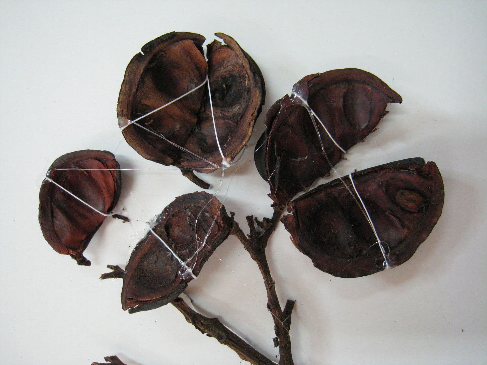 Batesia 8