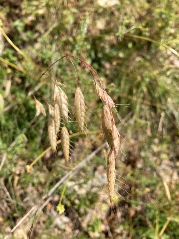 Bromus squarrosus