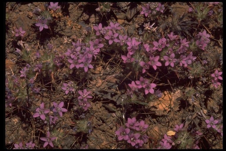Navarretia 6