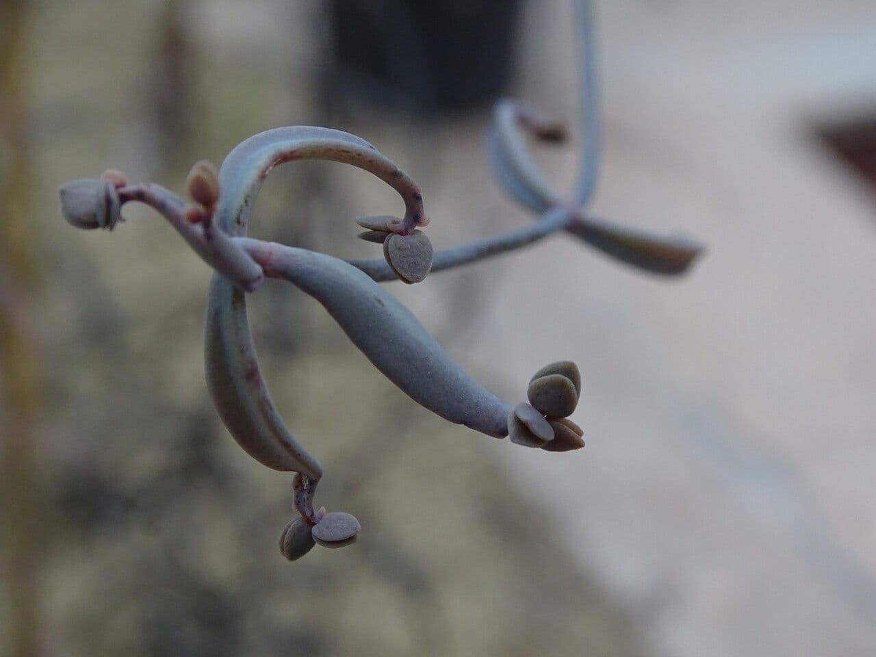 Kalanchoe 2