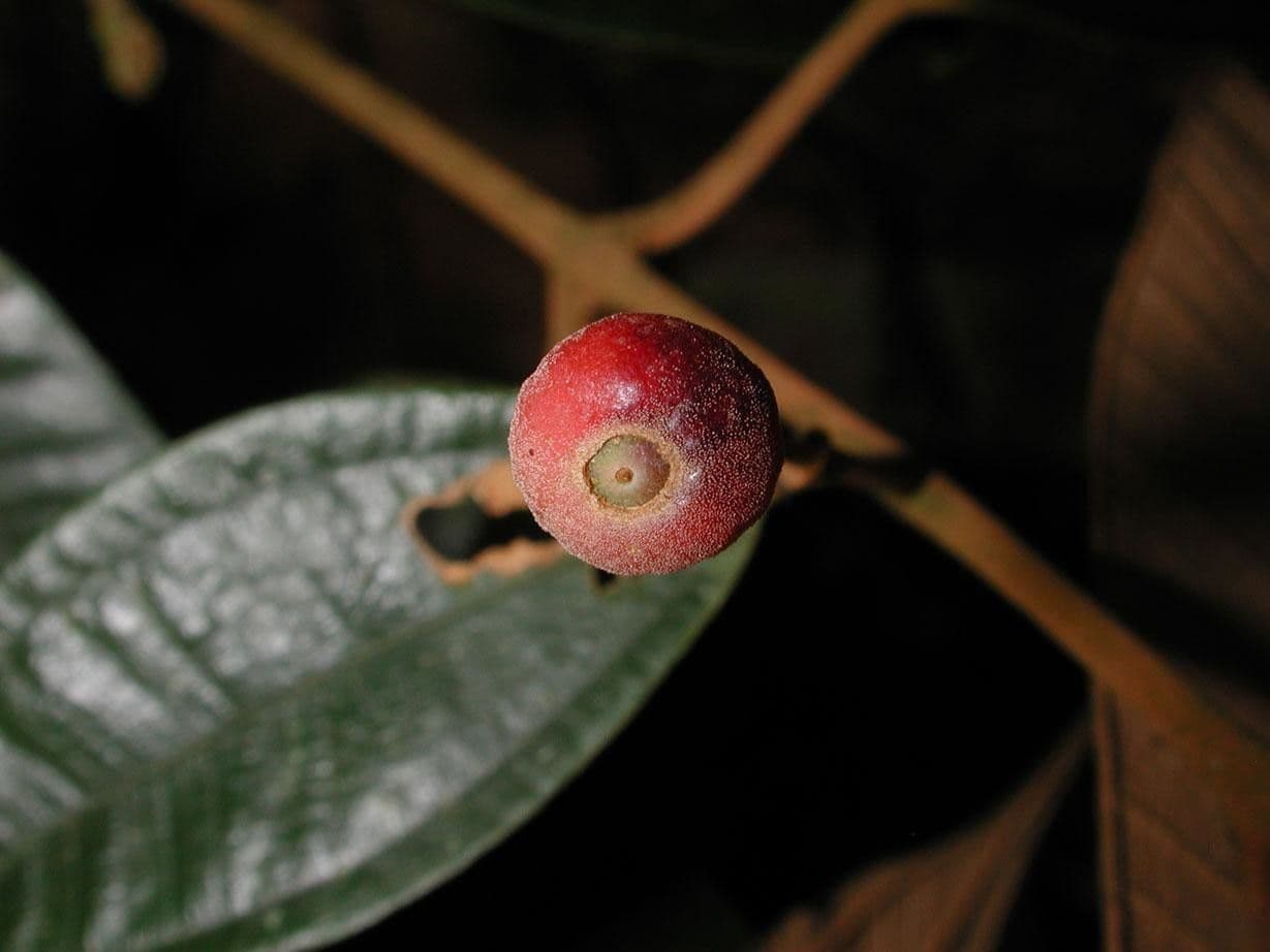 Miconia 5