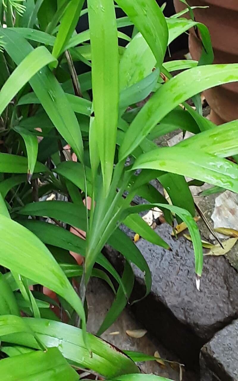 Dianella
