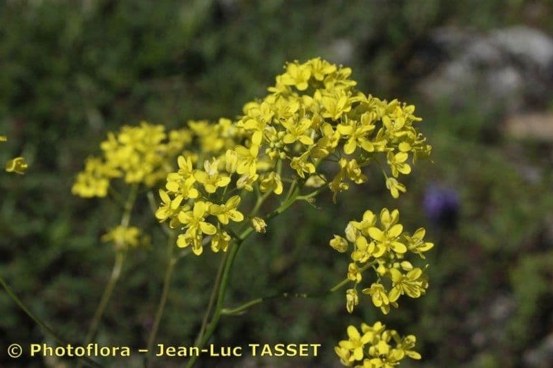 Biscutella 4