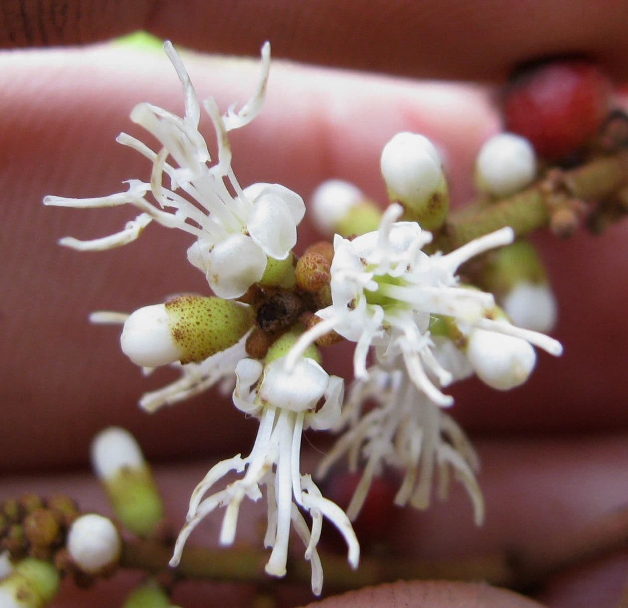 Miconia 8