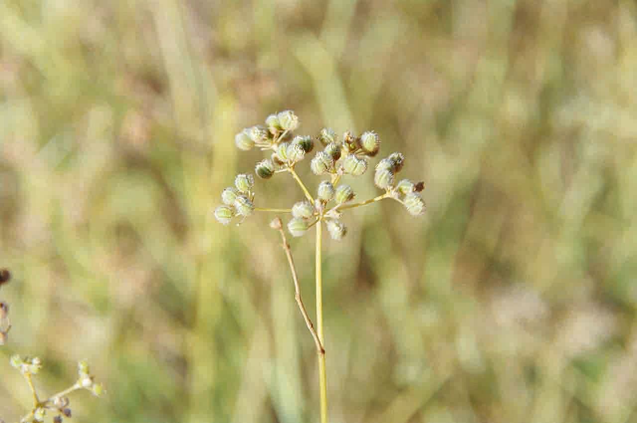 Deverra 2