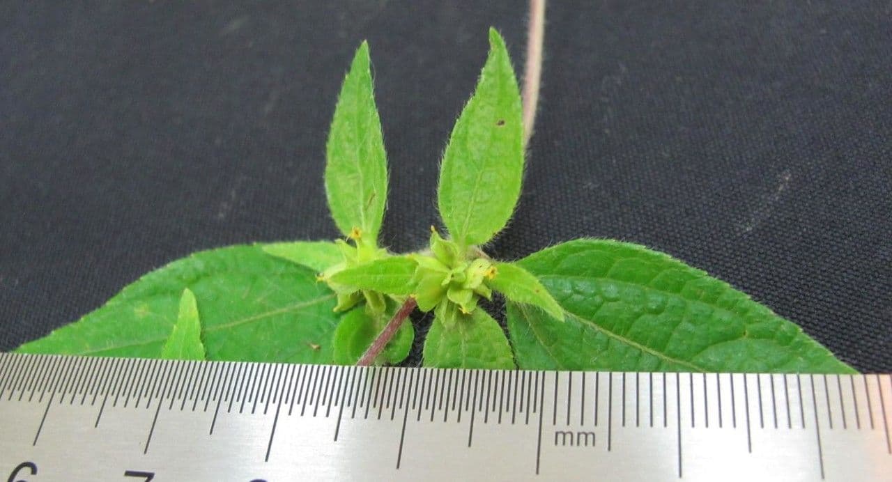 Delilia biflora 15