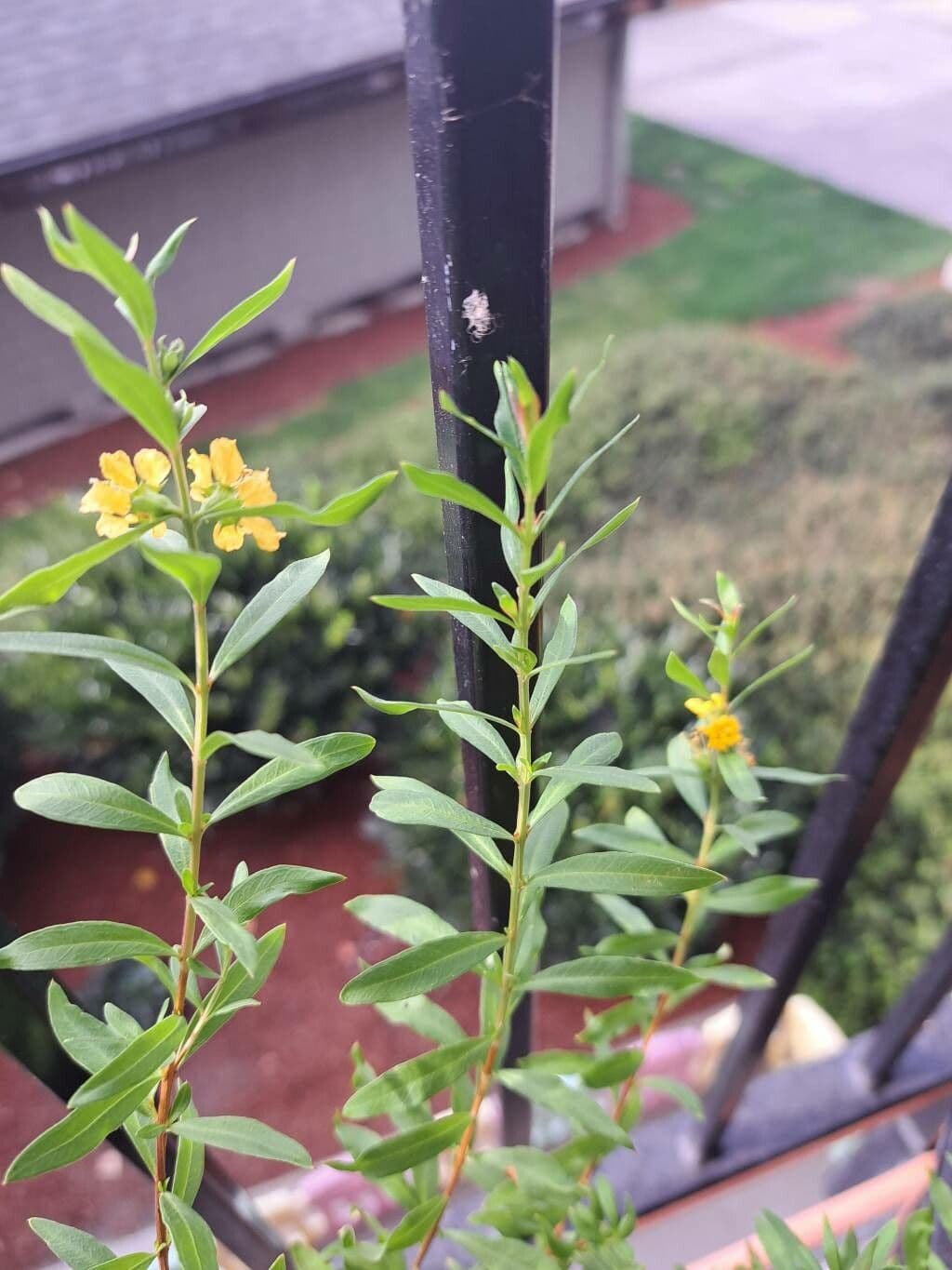Heimia salicifolia 9