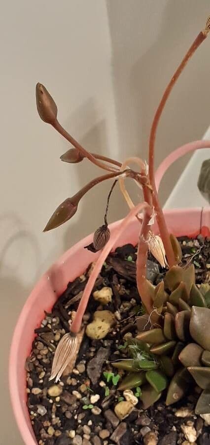 Anacampseros 3