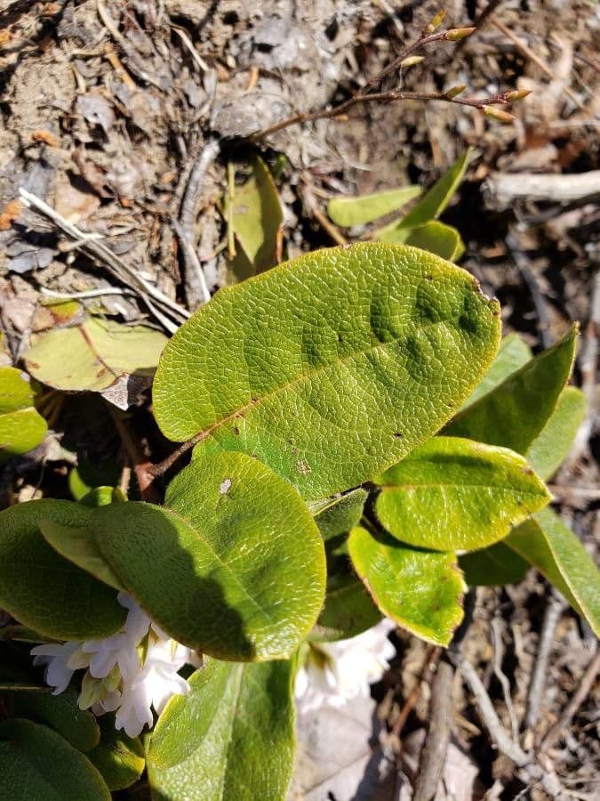 Epigaea repens 16