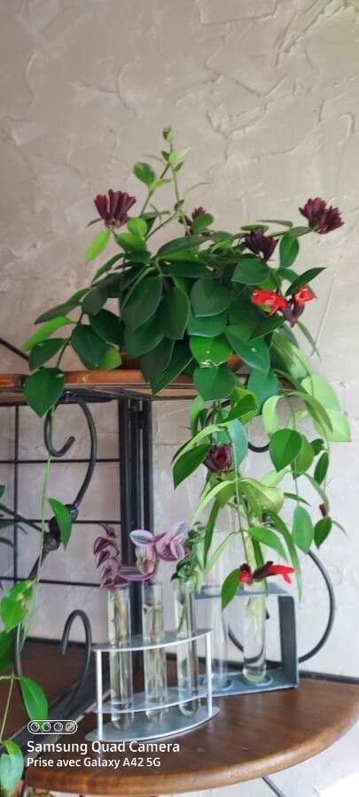 Pianta rossetto 20