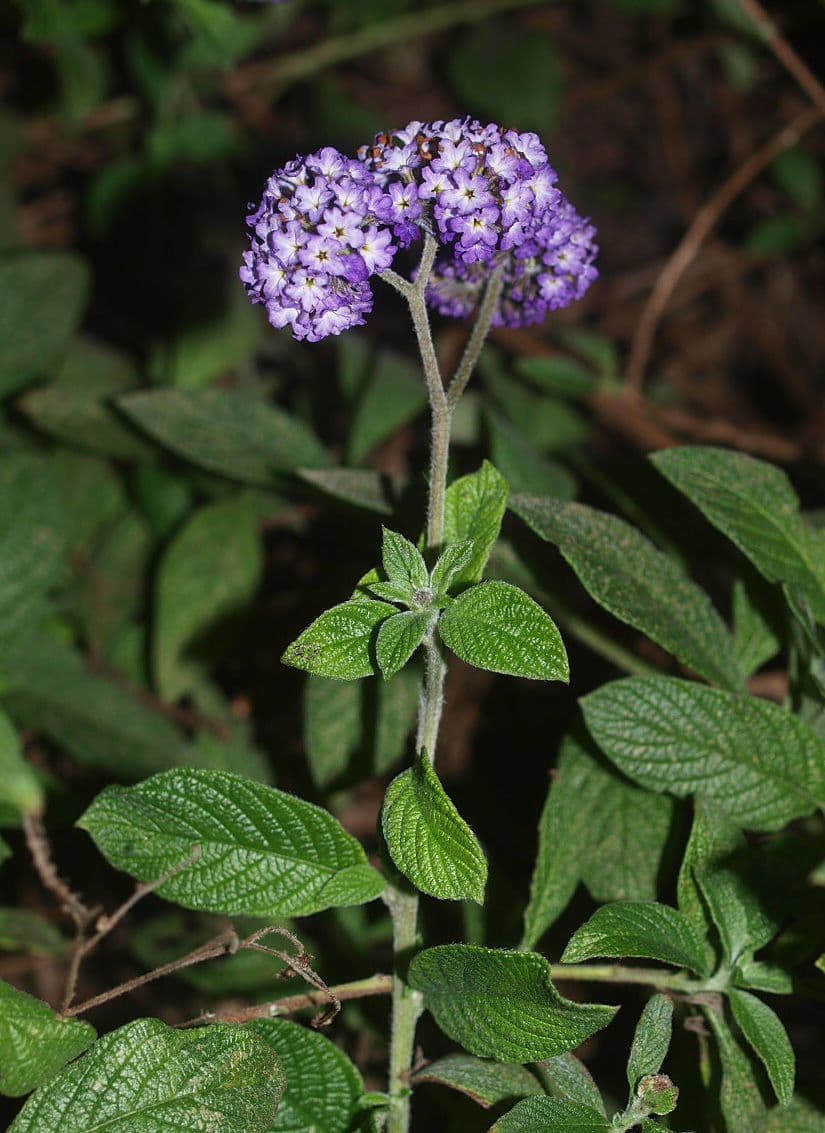 Eliotropio arboreo 9