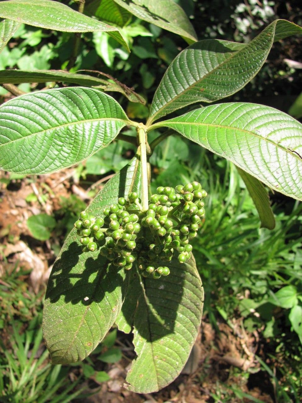 Psychotria 6