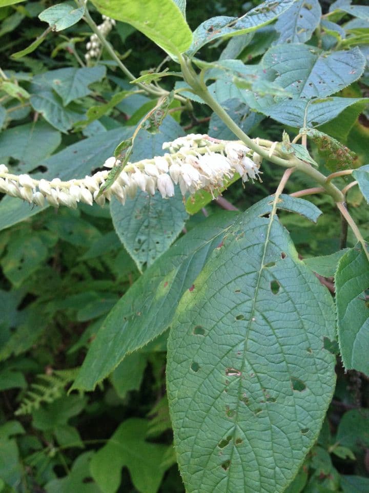 Clethra 17