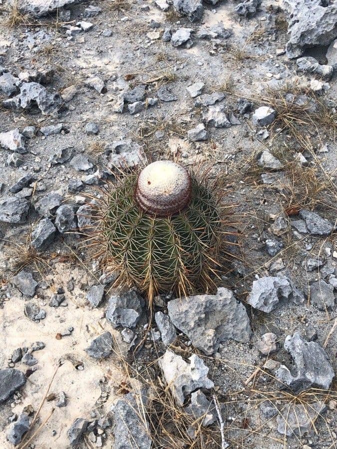 Melocactus 19