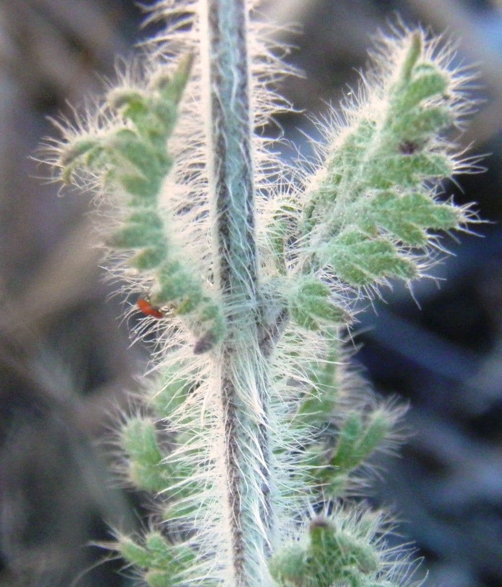 Lavanda multifida 18