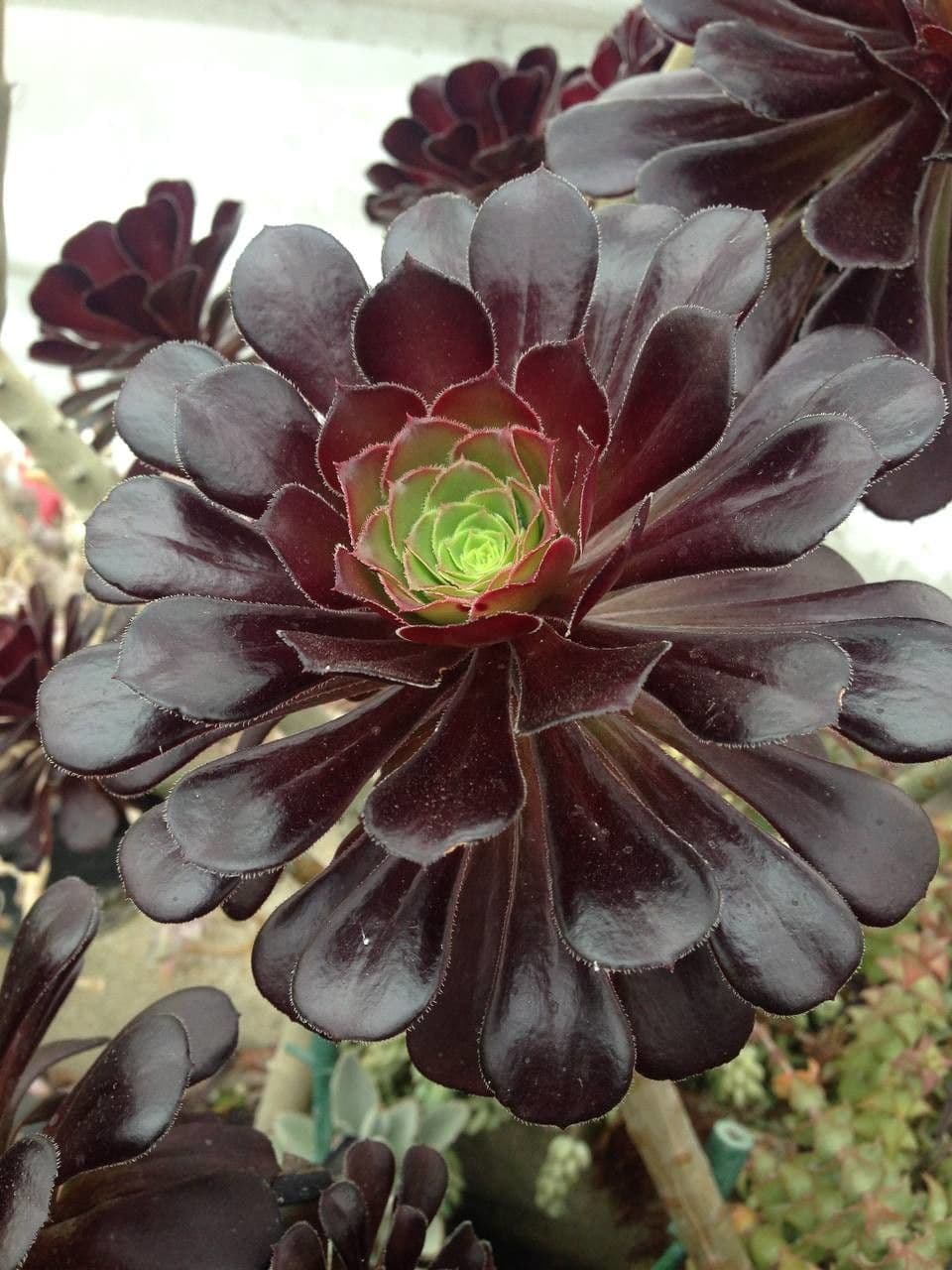 Aeonium 19