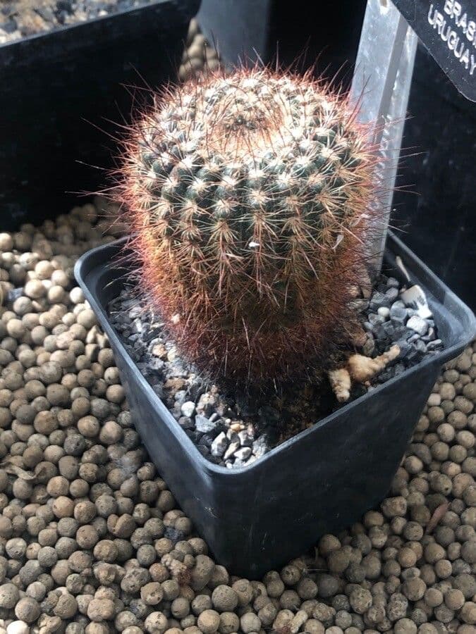 Parodia 3