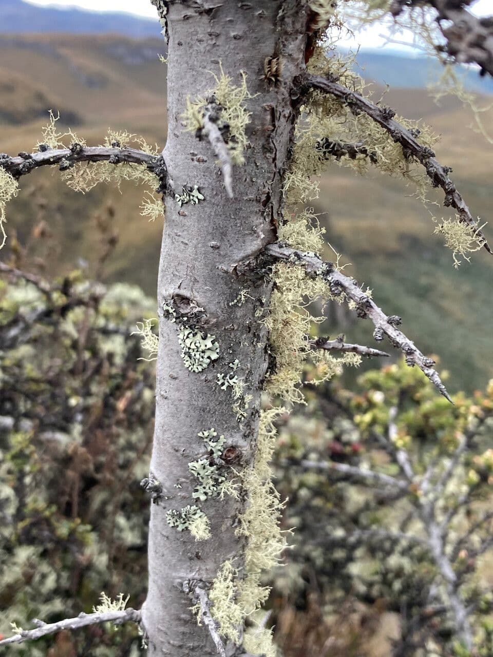 Escallonia 17