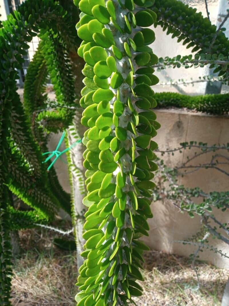 Alluaudia 7