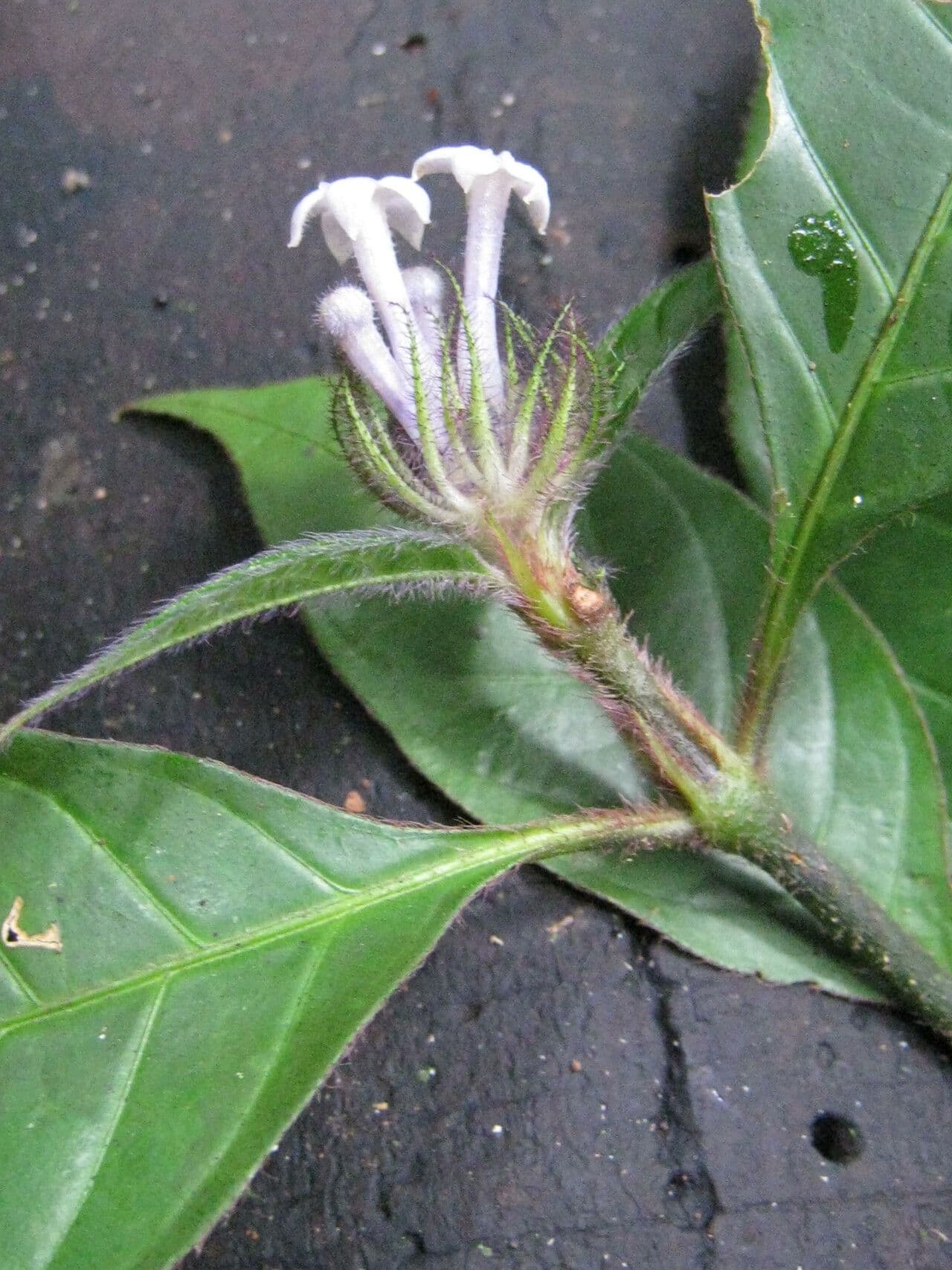 Palicourea