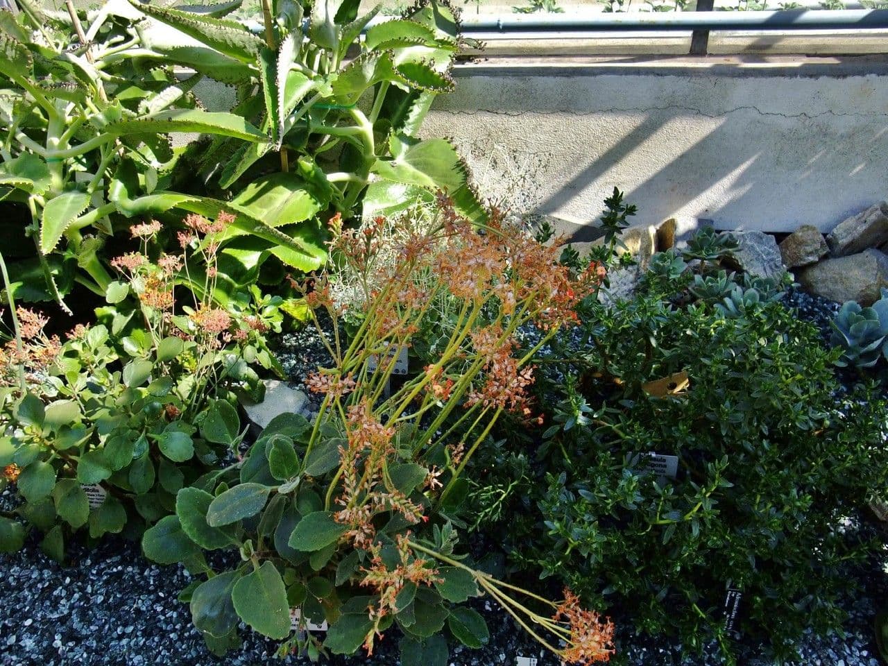 Kalanchoe 4