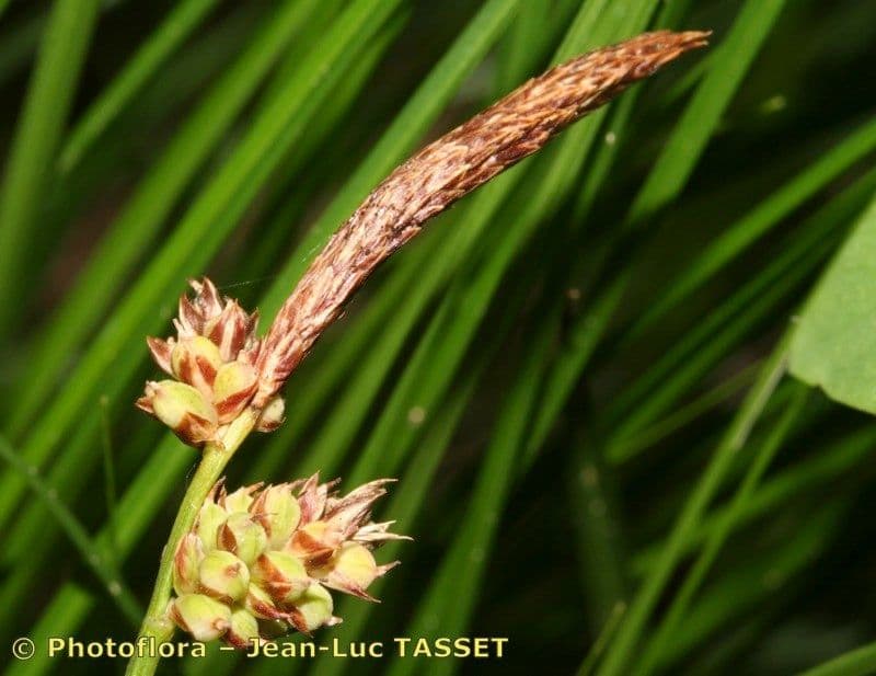 Sedge 7