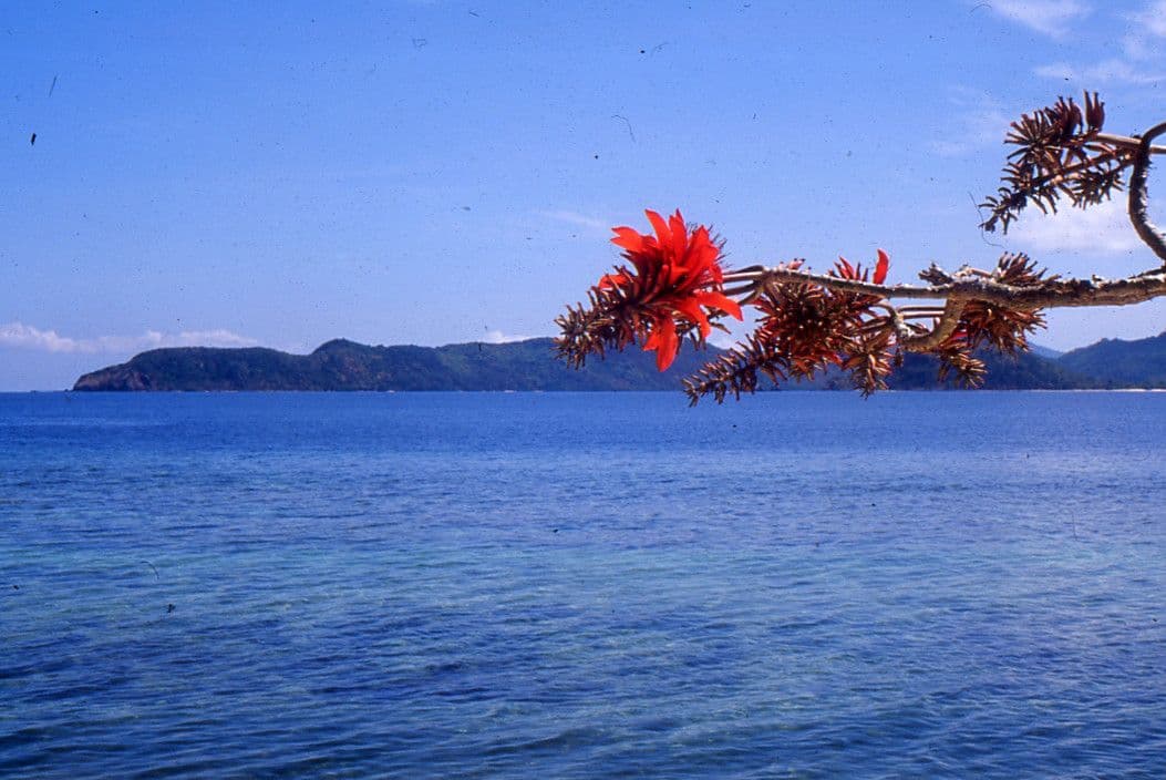 Eritrina variegata 3