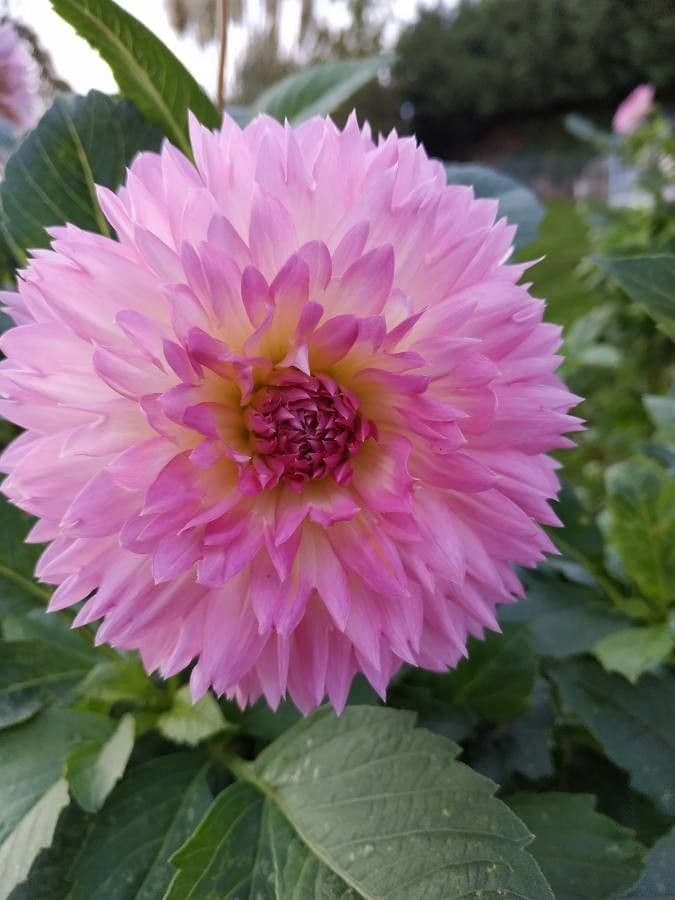 Dalia 8