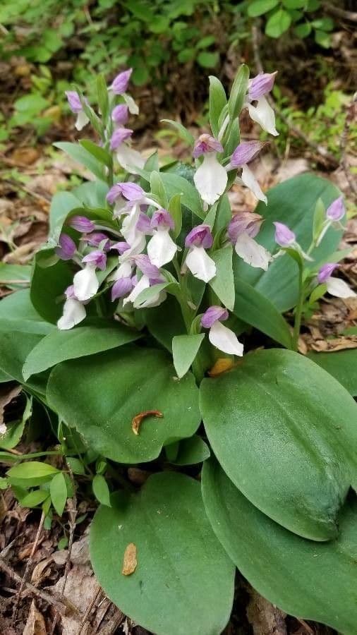 Galearis spectabilis 2