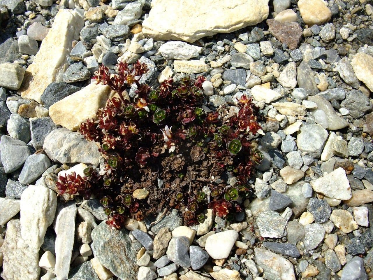 Sassifraga biflora 7