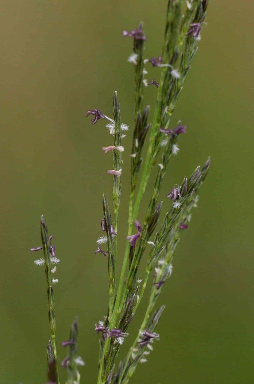 Eragrostis plana