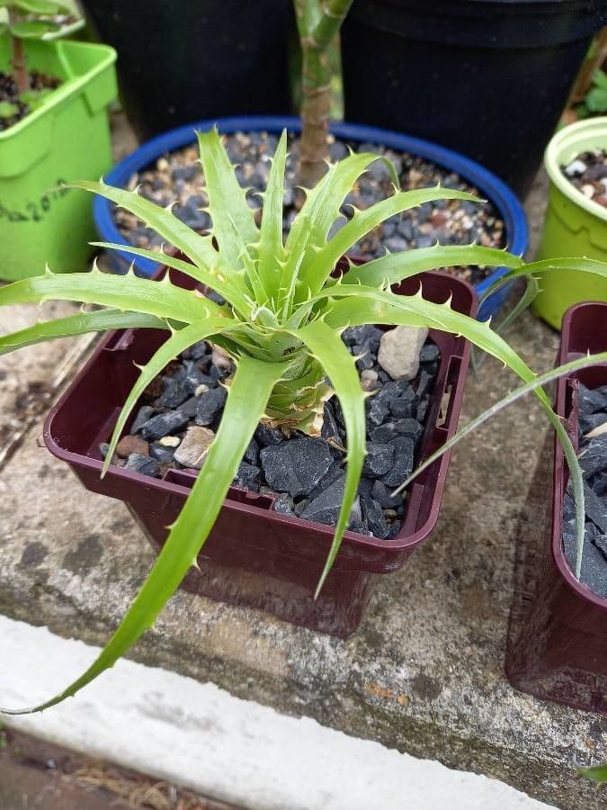 Puya 10