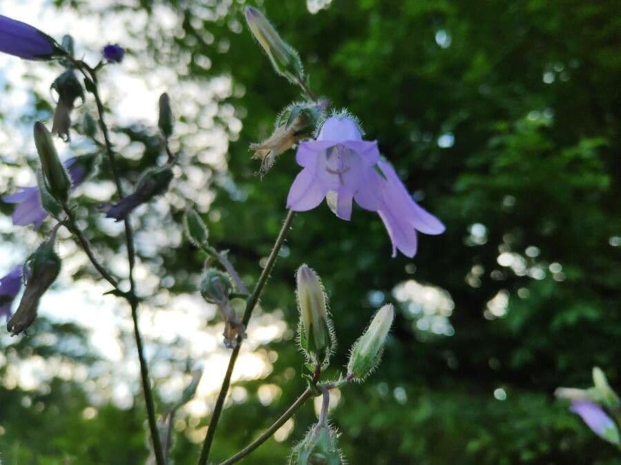 Campanula siberiana