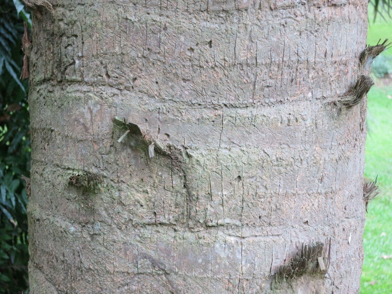 Palm competitive 8