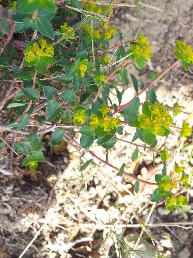 Euphorbia 7