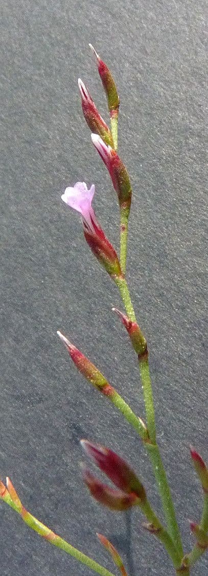 Limonium 3
