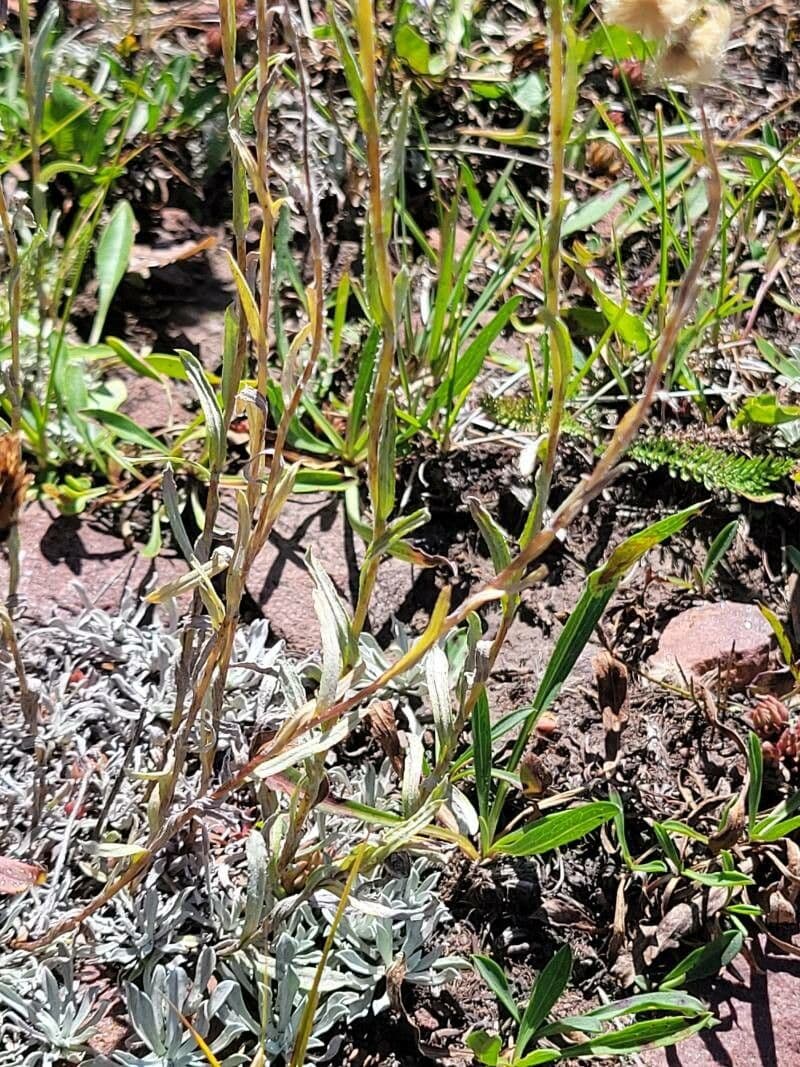 Antennaria alpina 12