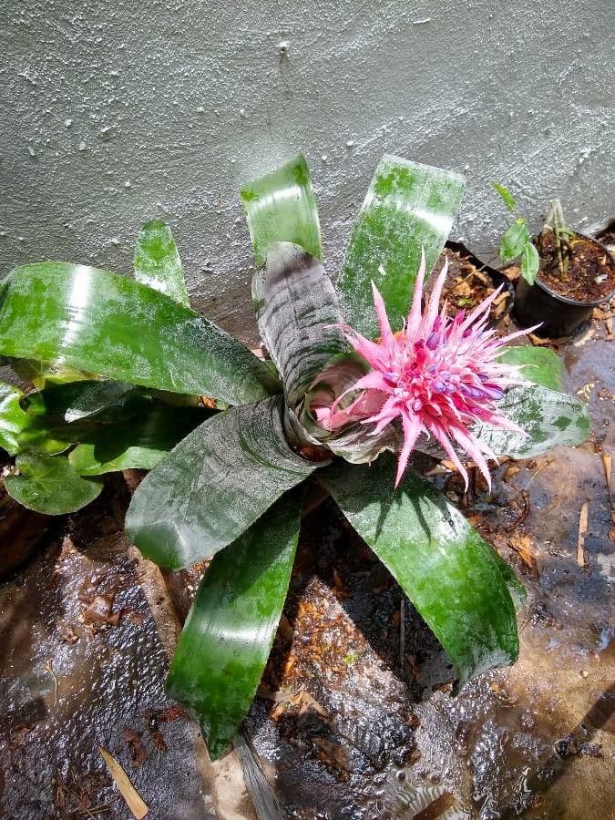 Aechmea 25