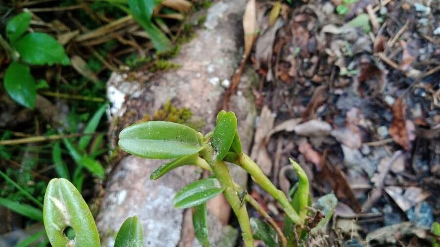 Epidendrum 12