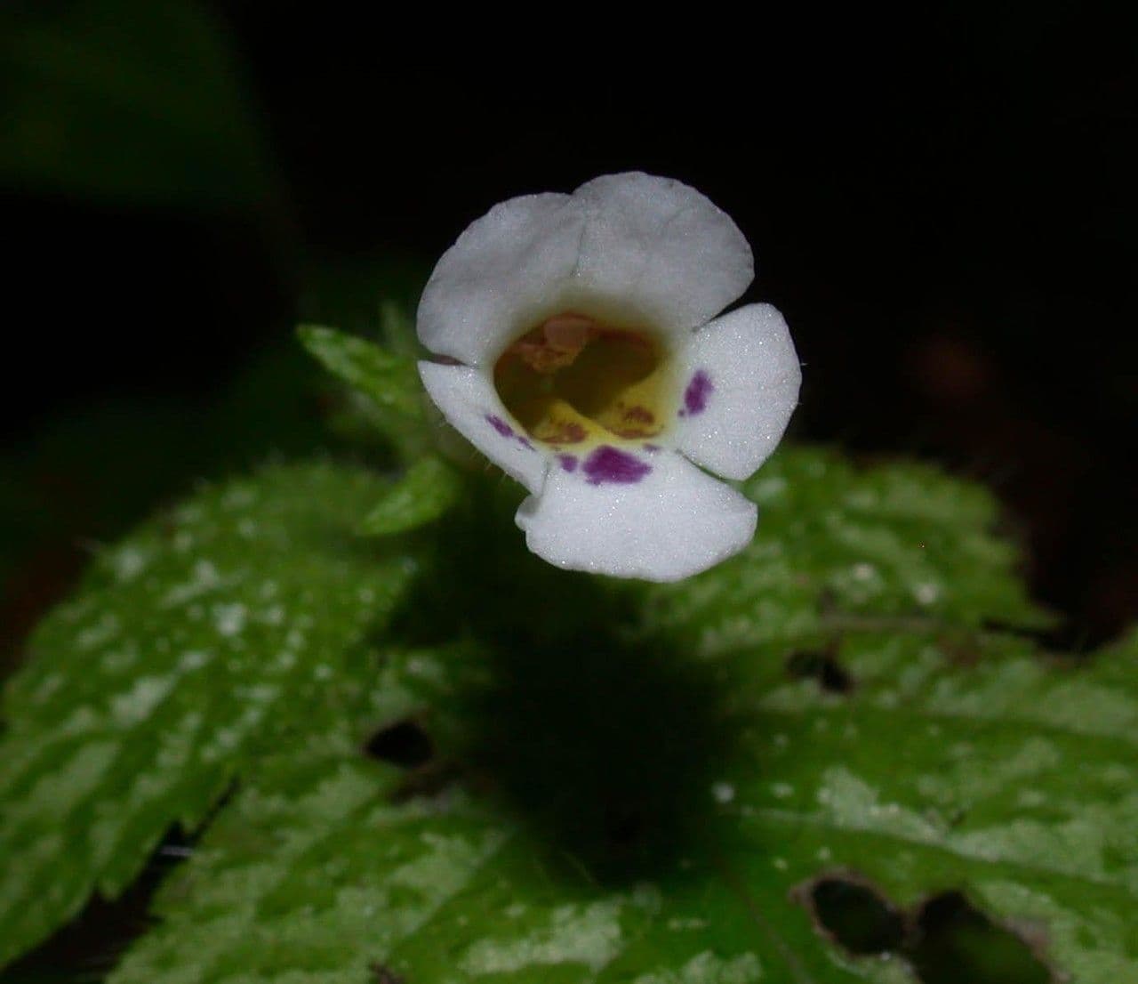 Diastema affine 2