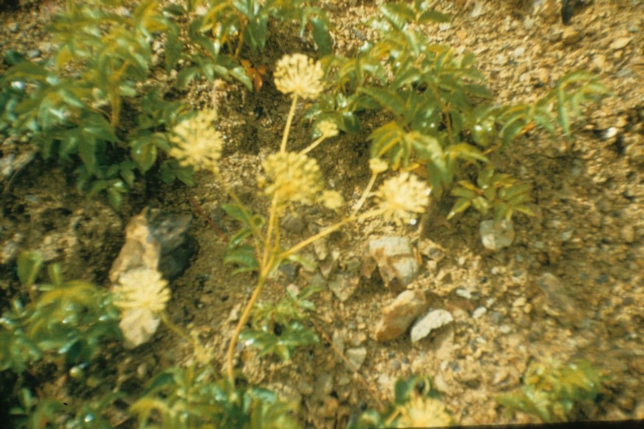 Aralia 13