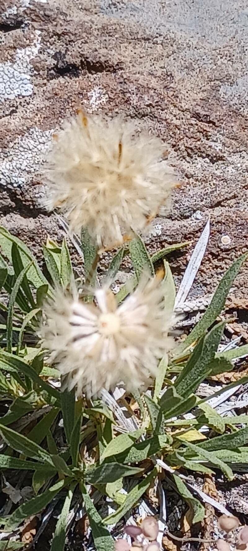 Stenotus acaulis