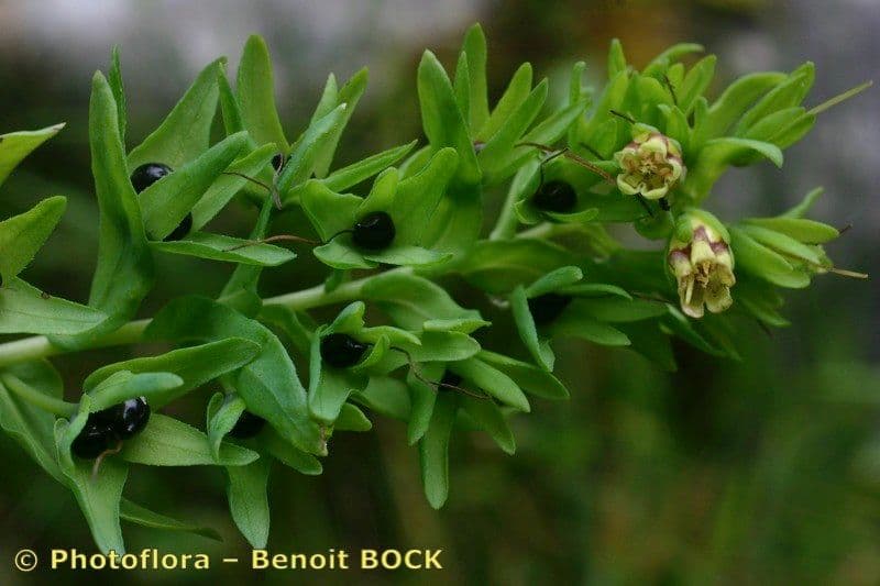 Cerinthe liscia 22