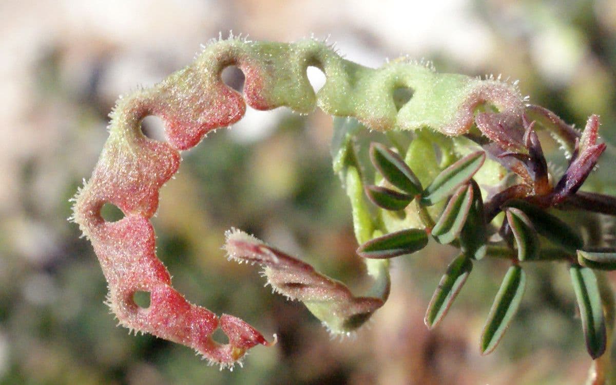 Ipocrepidi ciliata 3