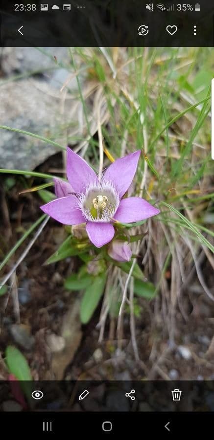 Genzianella ramosa 21