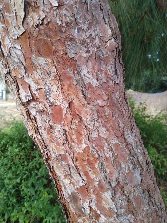 Pino d'Aleppo 25