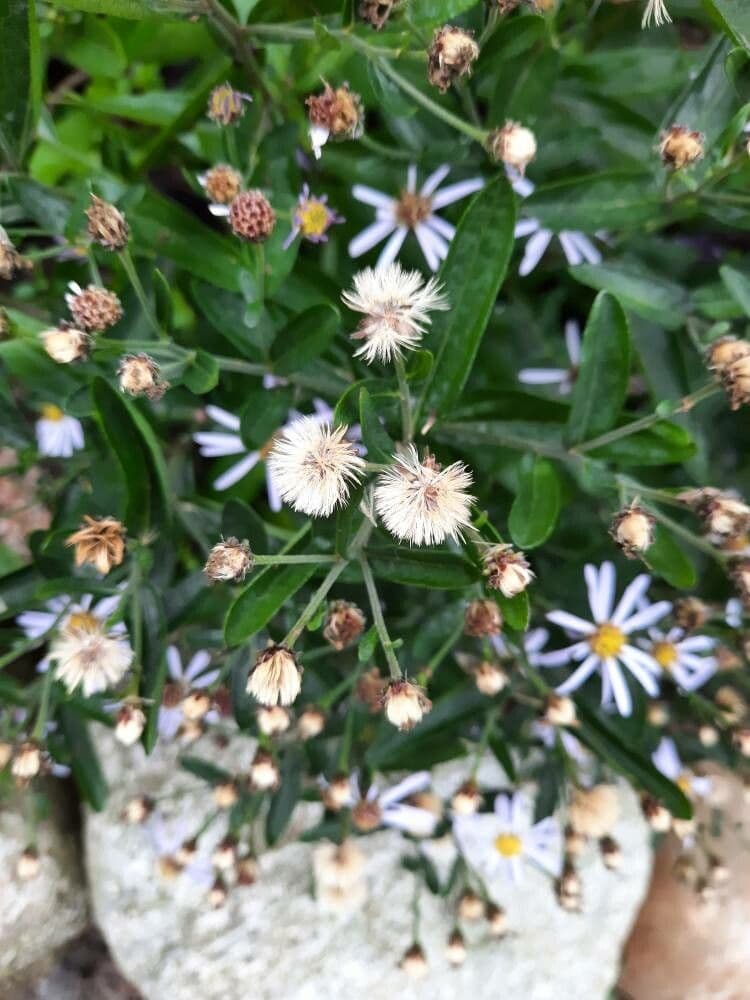 Aster lanceolato 3