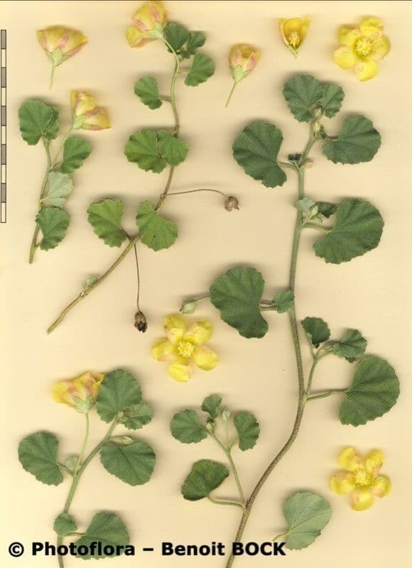 Malvella leprosa 24