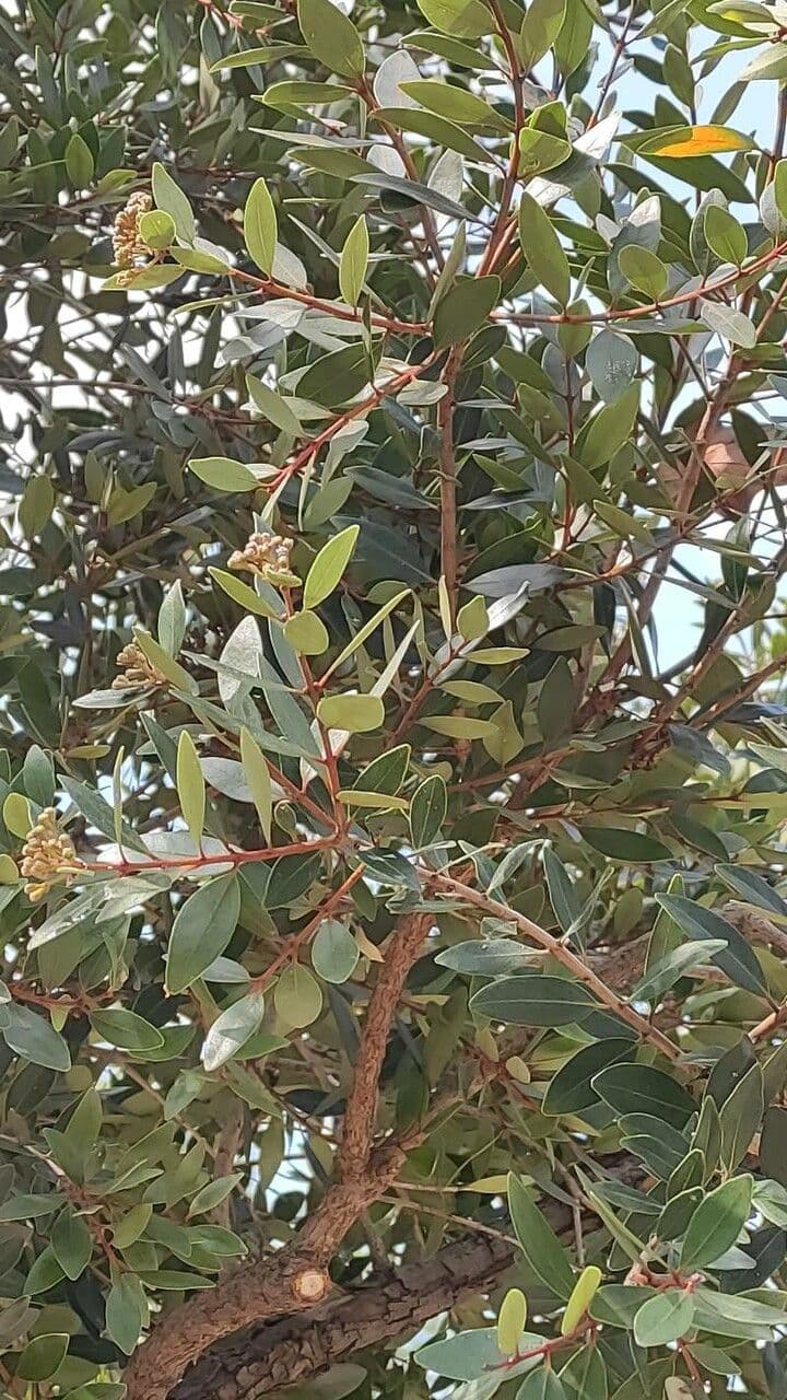 Metrosideros robusta 7