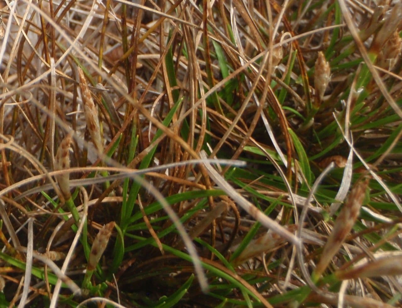 Dwarf sedge 12